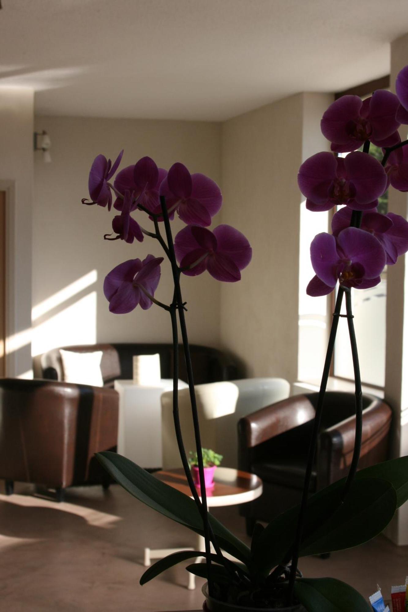 Hotel Bel Horizon Saint-Chely-d'Apcher Ngoại thất bức ảnh